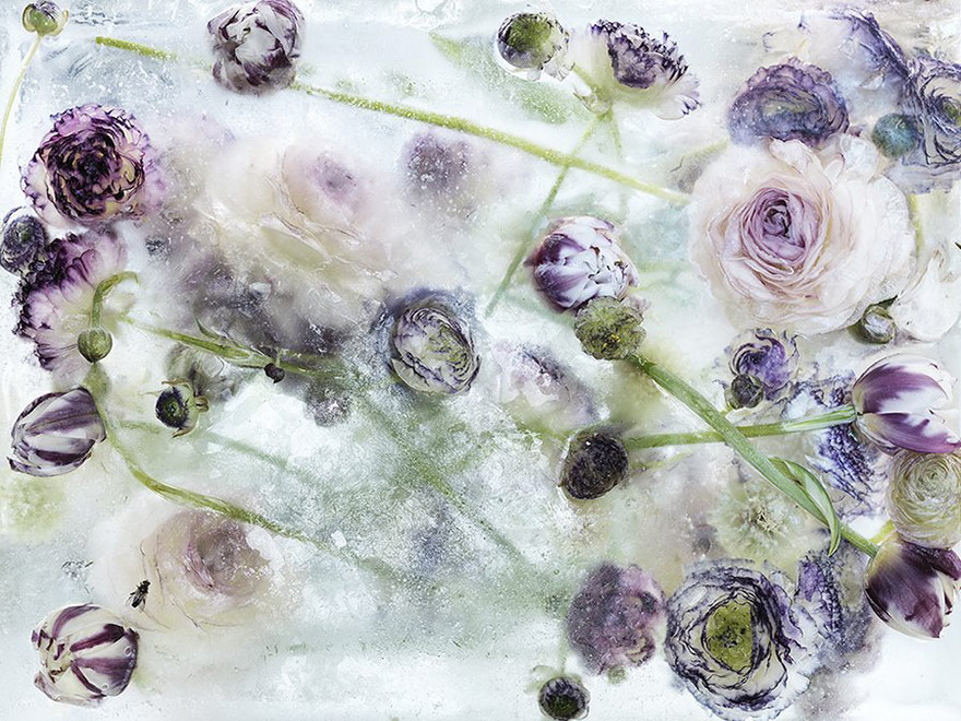 frozen-flowers-locked-in-ice-mmagazin1